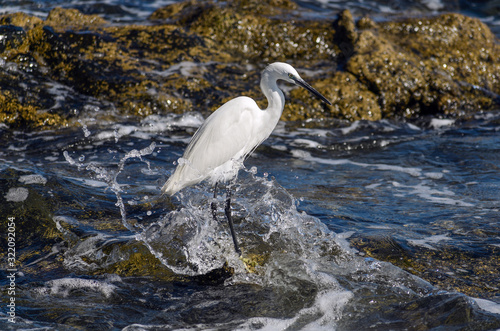 White Egret standing on a shore  hunting for food