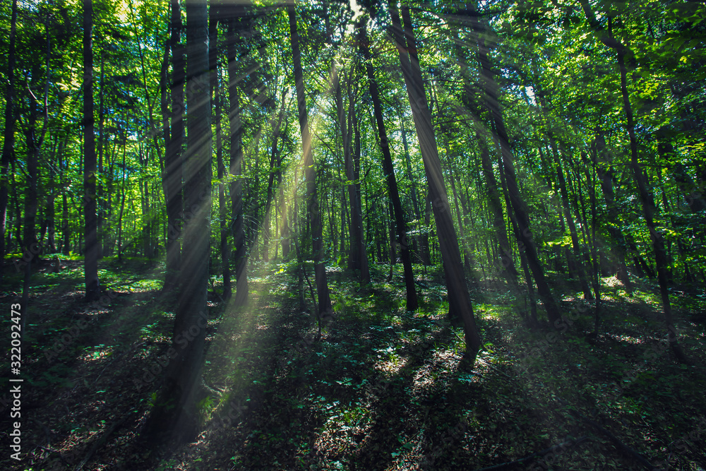 sun rays in green forest