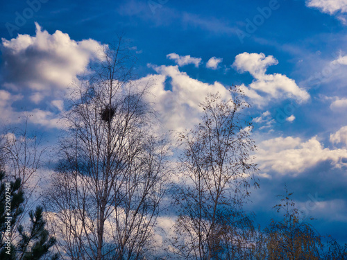 Birches with a bird's nest high in the branches against a blue sky with clouds