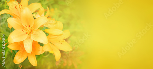 Lilly flowers growing in garden © neirfy