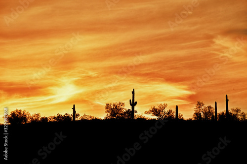 Sunset over Cacti