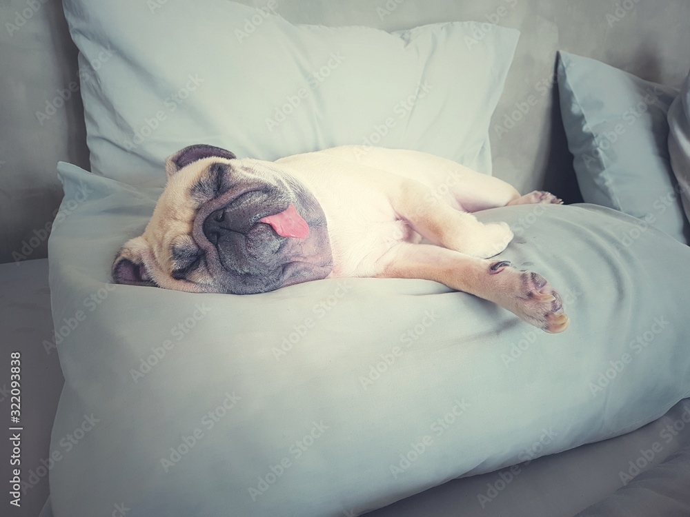Cute pug dog sleep rest in the bed on pillow and tongue sticking out in the lazy time. Looks sleepy. Cute pug dog sleep rest in the bed on pillow and tongue sticking out in the lazy time. Looks sleepy.
