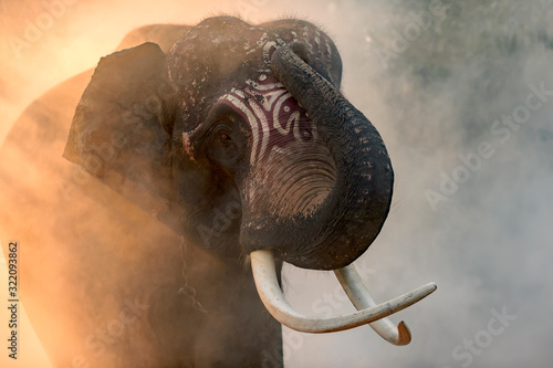 Photography A Thai elephant with a beautiful tusks named Plai Arm, a 20 year old elephant who is considered a famous elephant