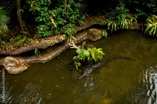 a crocodile lies under water in a river in the jungle