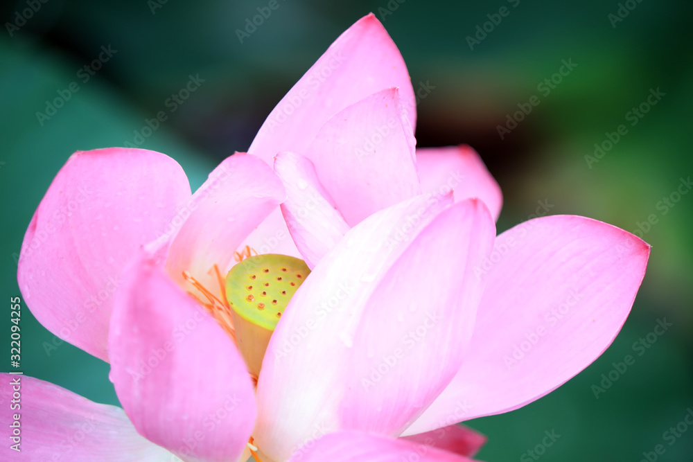 Beautiful pink lotus, close-up photos Beautiful pink lotus, close-up photos