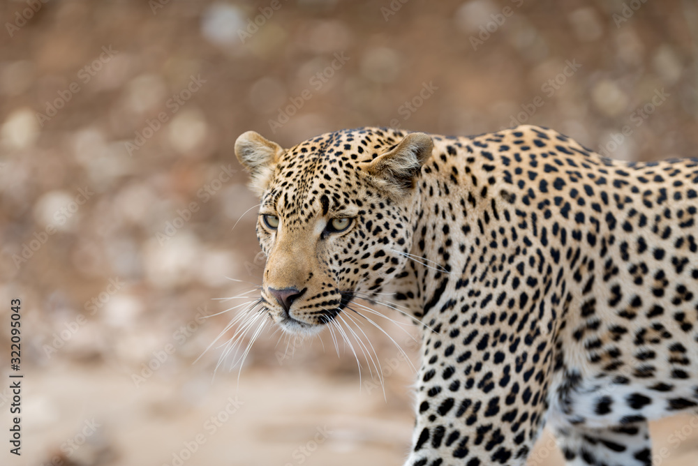 Leopard in the wilderness of Africa Leopard in the wilderness of Africa