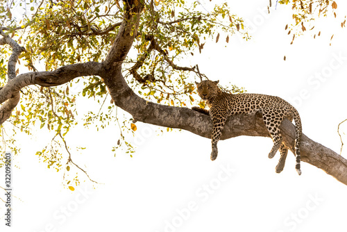 Leopard resting on a tree in the wilderness of Africa