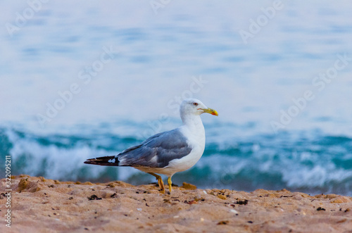 Seagulls walking on the sand of the sea in the Algarve