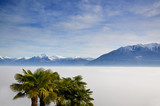 Aerial View over Cloudscape and Snow-capped Mountain with Palm Trees in a Sunny Day in Ticino, Switzerland.