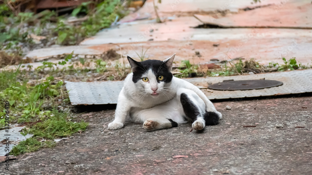 stray cat licking and washing stray cat licking and washing