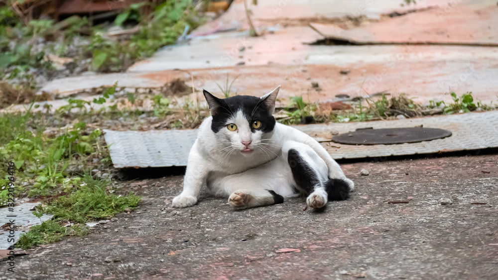 stray cat licking and washing