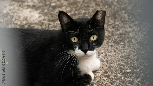 Quadro su tela black and white cat at street