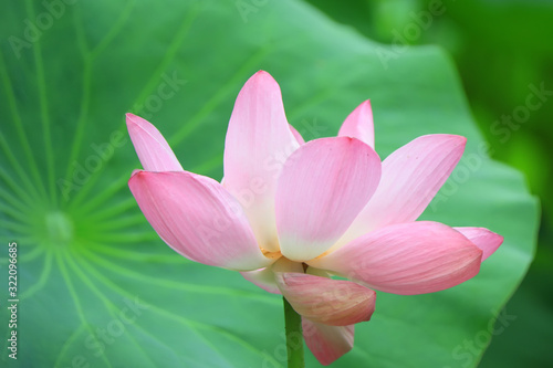 Beautiful pink lotus  close-up photos