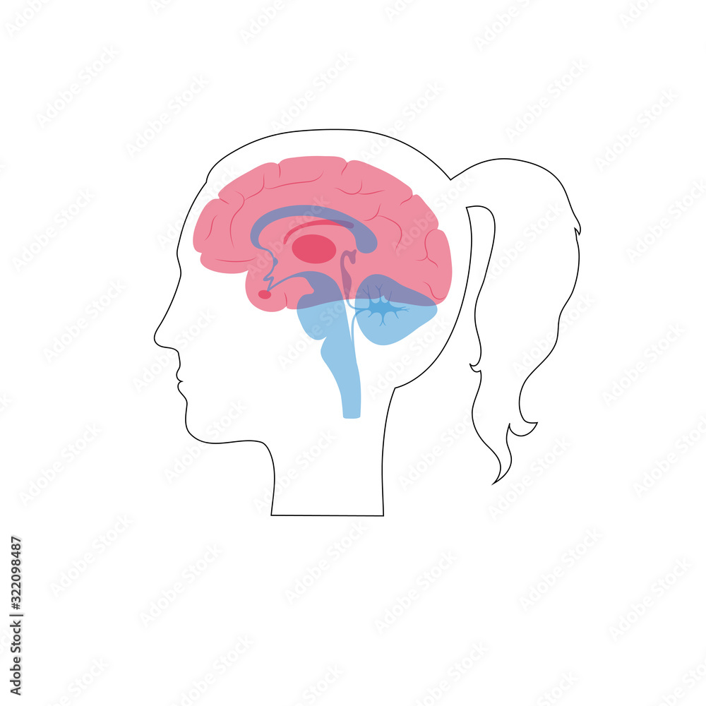 Vector illustration of woman brain anatomy Vector illustration of woman brain anatomy
