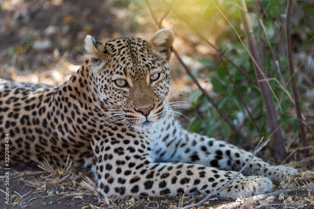 Leopard in the wilderness of Africa Leopard in the wilderness of Africa