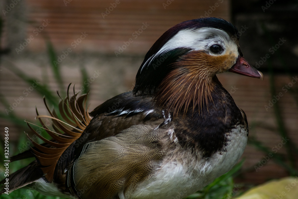 Fototapeta premium Duck with Elvis Presley hair 
