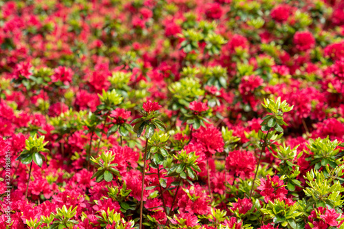 red flowers in the garden
