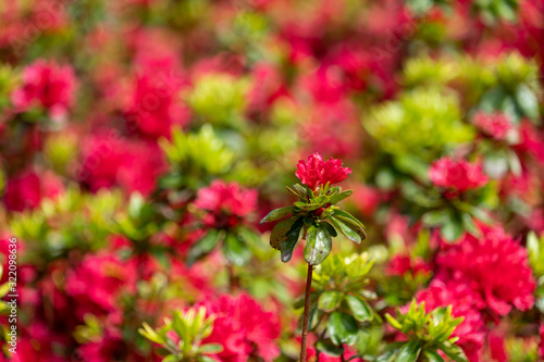 red flowers in garden