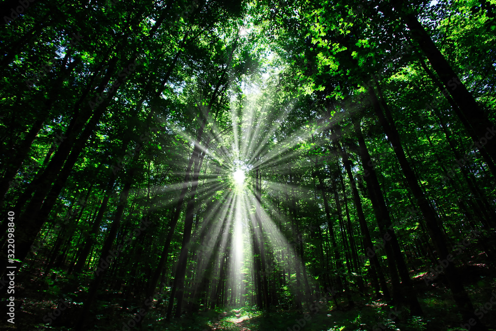 Fototapeta beautiful sun rays in green spring forest