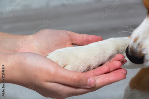 A dog's paw in a man's hand. Pet. Friendship. © mihail39