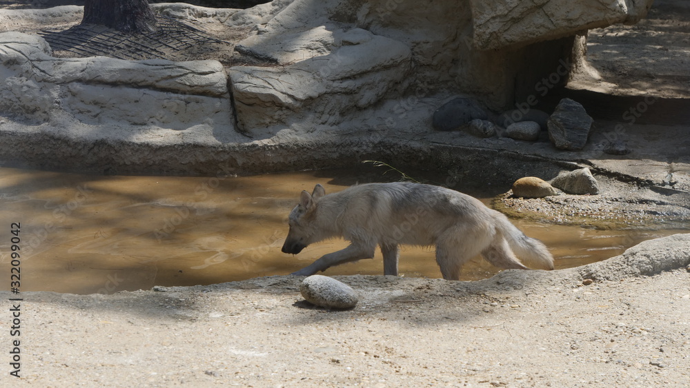 Fototapeta premium Jeune loup dans l'eau