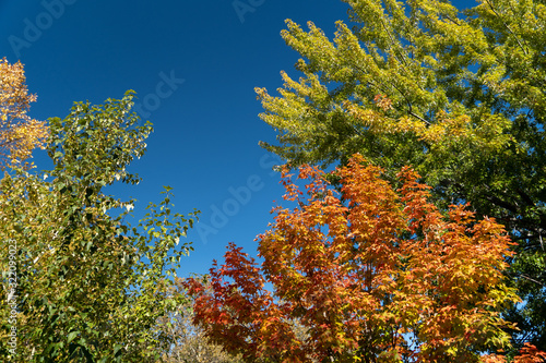 yellow tree in autumn