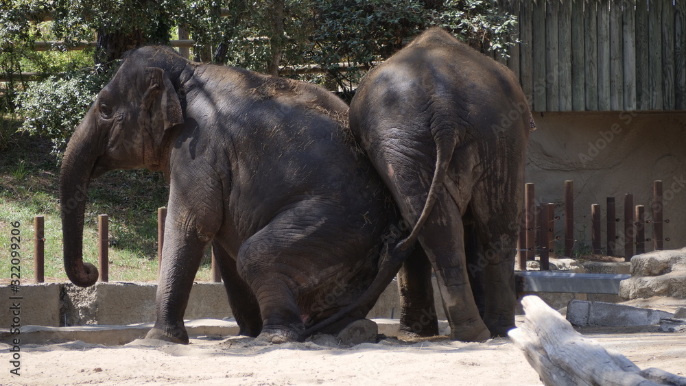 Naklejka premium elephants rigolos 