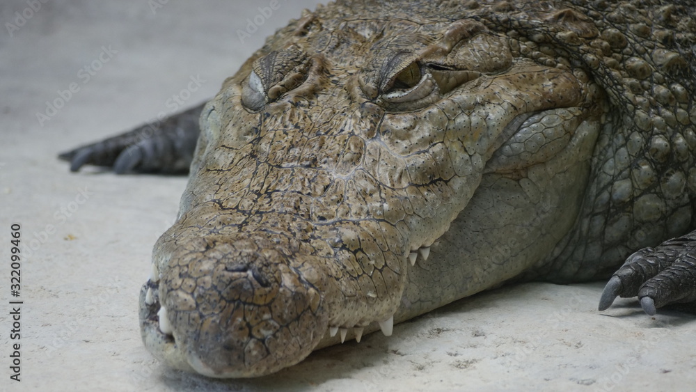 Fototapeta premium regard crocodile 