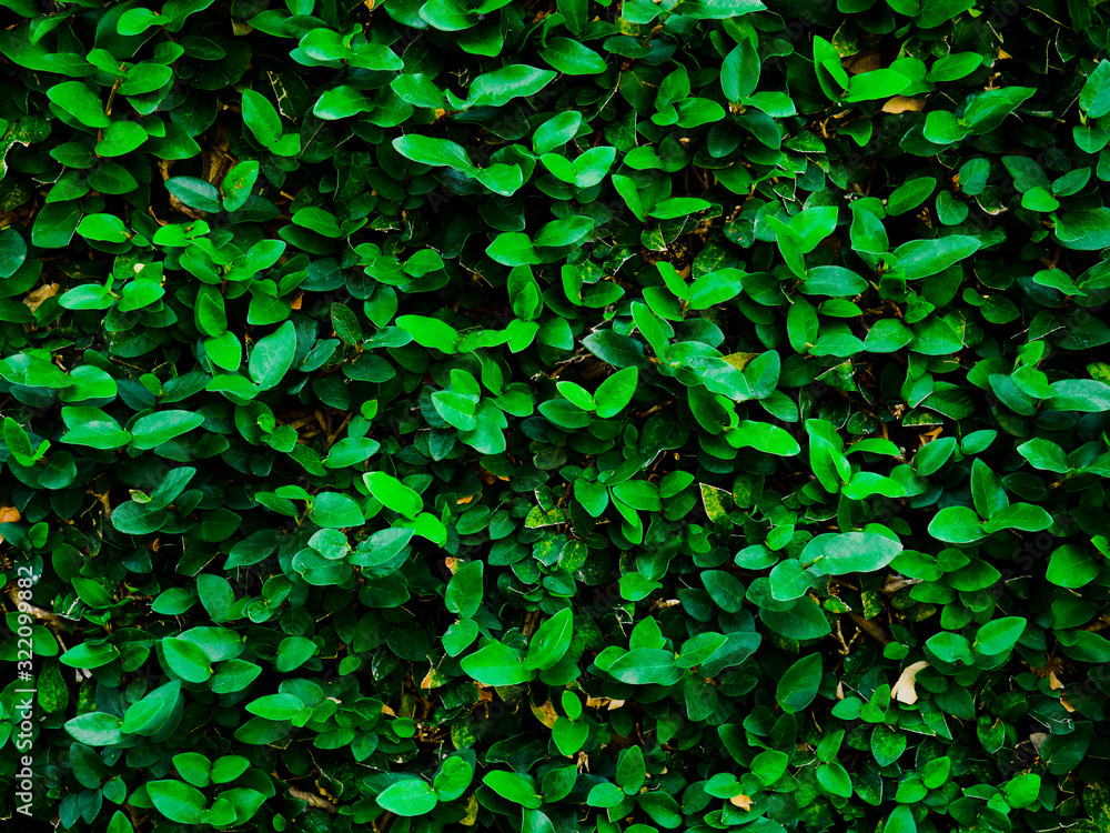 Dark green leaf abstract background on the wall. Dark green leaf abstract background on the wall.