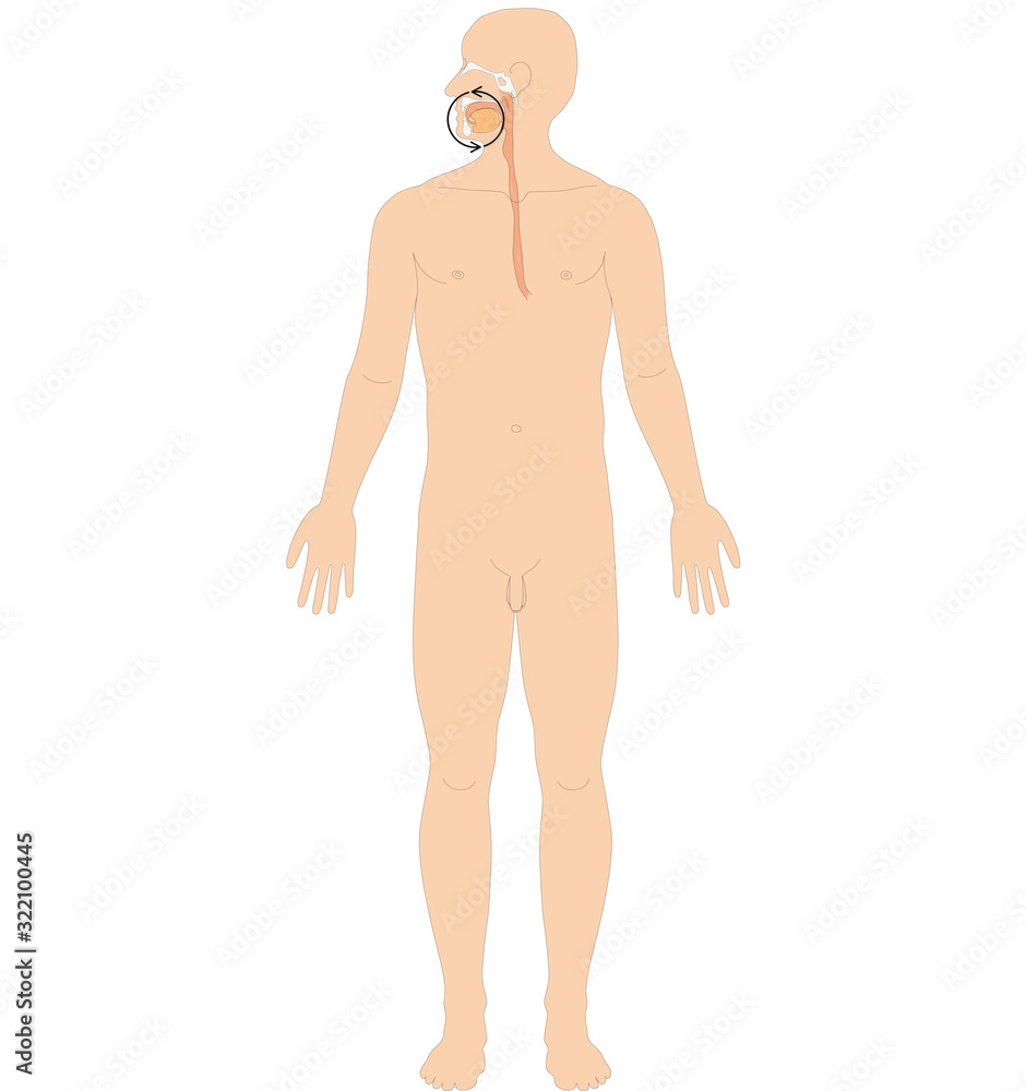 Fototapeta premium Ayurveda Dosha: Bodhaka Kapha