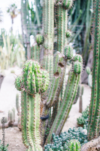 cactus in desert 