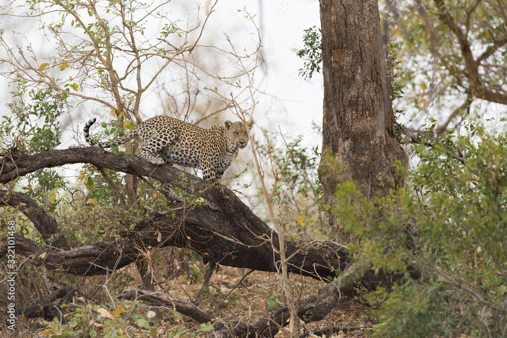 Leopard resting on a tree in the wilderness of Africa Leopard resting on a tree in the wilderness of Africa