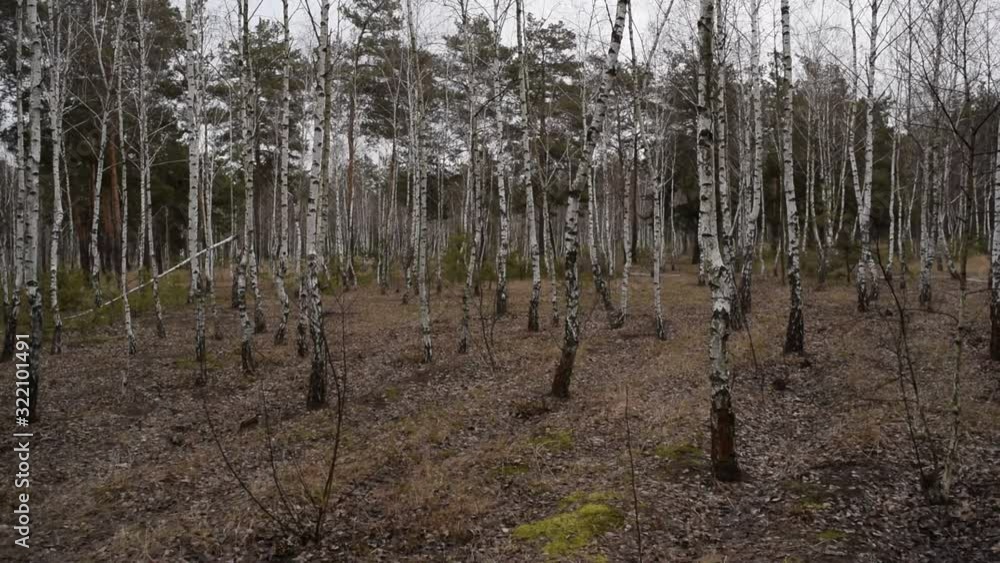 The views of the many birch trees in the dark forest. Nature. The views of the many birch trees in the dark forest. Nature.