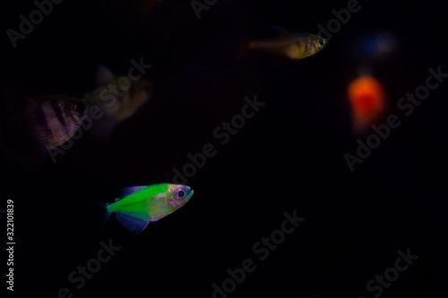 Grfeen fish in aquarium. On black background.