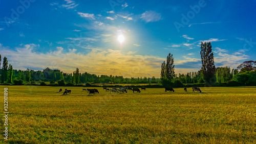 Campo recién cosechado de trigo, con animales de granja y un cielo con nubes llamativas y colores fantásticos  photo