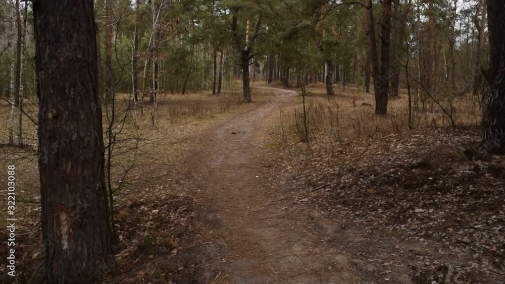 Many pine trees in the forest. Nature is beautiful. Many pine trees in the forest. Nature is beautiful.