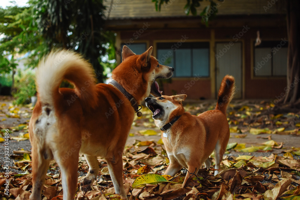 Two happy dogs playing together over fallen leaves in autumn.