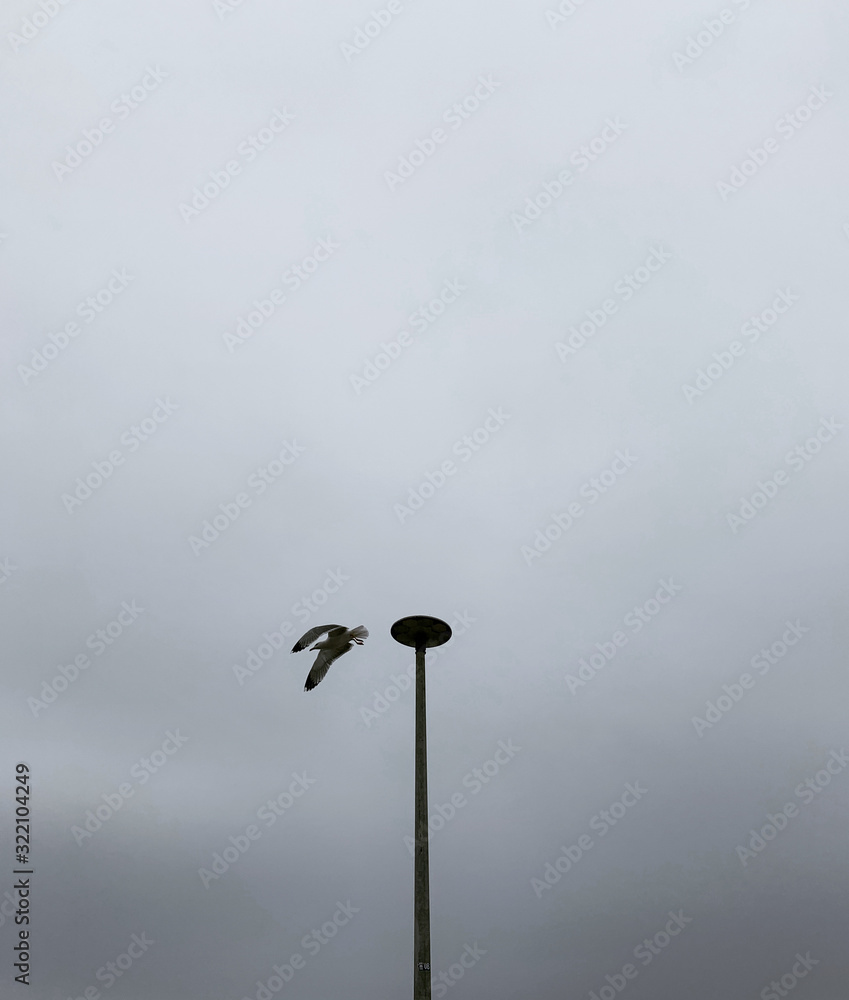 Lonely flying seagull in the gray sky Lonely flying seagull in the gray sky