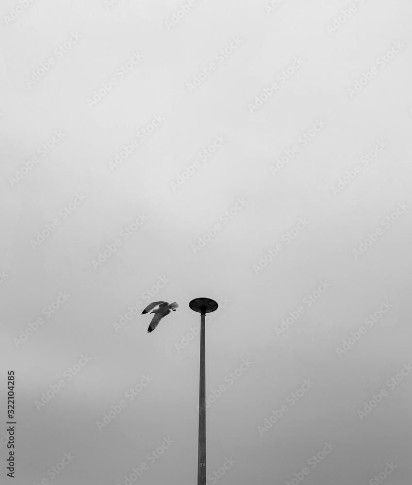 Lonely flying seagull in the gray sky Lonely flying seagull in the gray sky