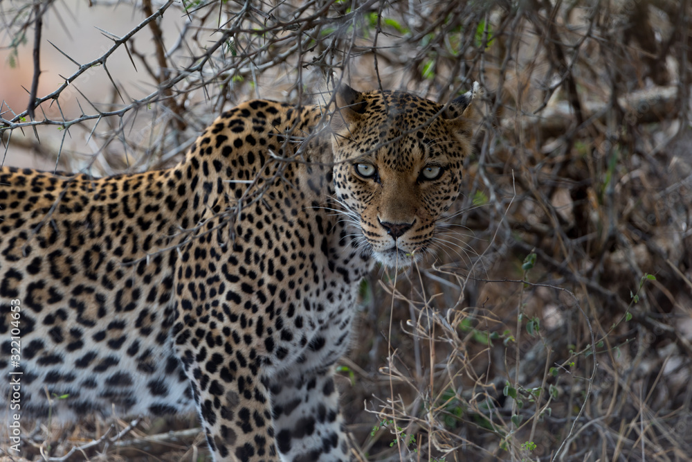 Leopard in the wilderness of Africa Leopard in the wilderness of Africa