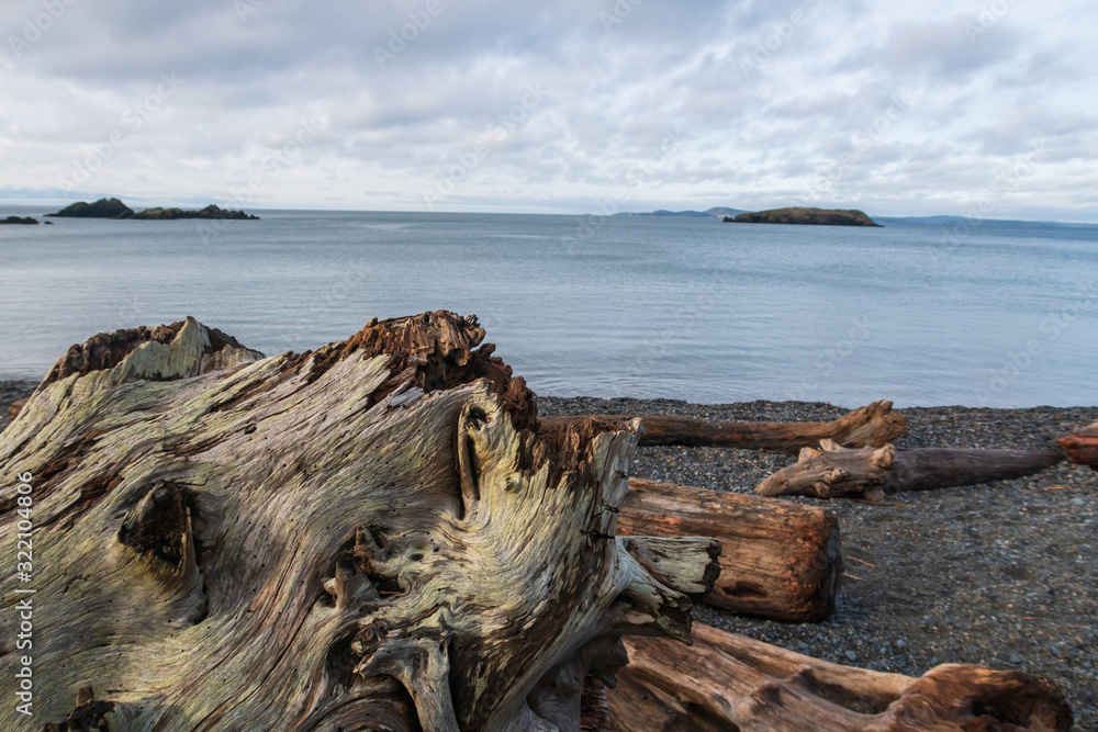 Landscape of large driftwood on Rosario beach on Fidalgo Island in Washington Landscape of large driftwood on Rosario beach on Fidalgo Island in Washington