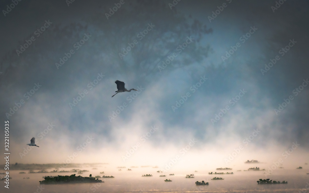 Naklejka premium A Silhouette of a birds flying over a lake during beautiful sunrise and mist rising over water