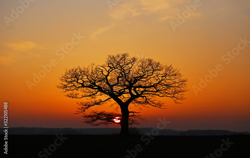 Old lonely oak at winter sunset