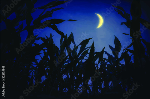 corn stalks at night