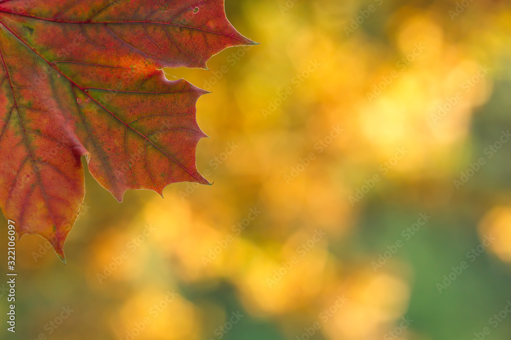 Fototapeta premium autumn background