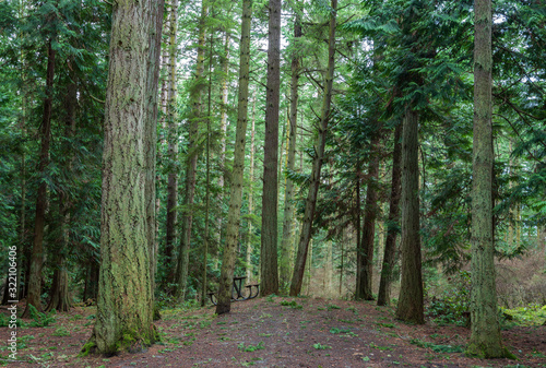 Landscape of path in the forest of moss-covered trees in Washington Park in Anacortes, Washington photo