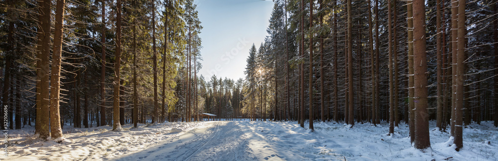 Fototapeta premium Panorama of a sunlit snow-covered forest of huge spruce and pines trees on both sides of a snowy forest road. The sun shines through the branches of trees