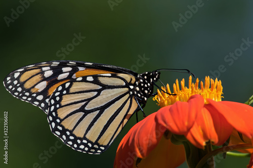 Monarch butterfly on Tithonia diversifolia or Mexican sunflower. The monarch is a milkweed butterfly in the family Nymphalidae and is threatened by severe habitat loss in much of the USA. 