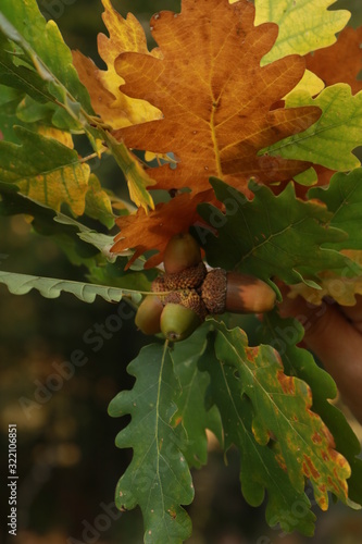 oak leaves and acorns in autumn