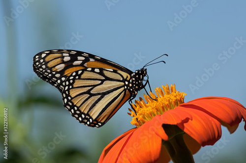 Monarch butterfly on Tithonia diversifolia or Mexican sunflower. The monarch is a milkweed butterfly in the family Nymphalidae and is threatened by severe habitat loss in much of the USA.  photo